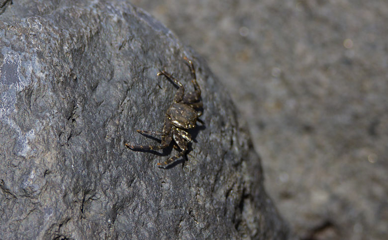 Fauna auf El Hierro – Krabbe