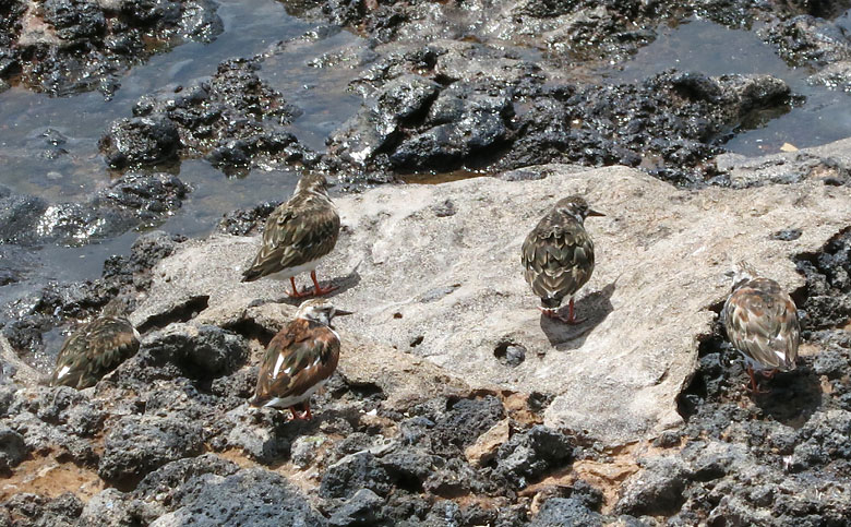 Fauna auf El Hierro – Steinwälzer