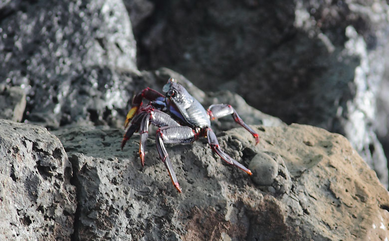Fauna auf El Hierro – Krabbe